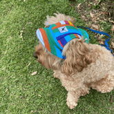 sun hat let's pawty, full brim, Mardi Gras, pride